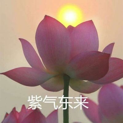冒险大幻想手游下载